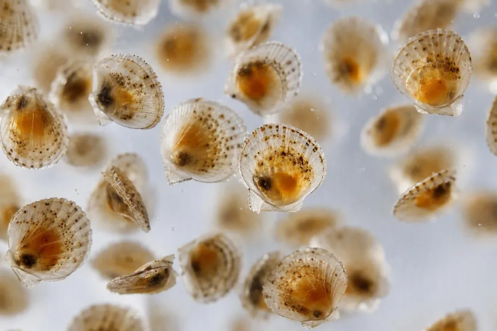 Scallop seed