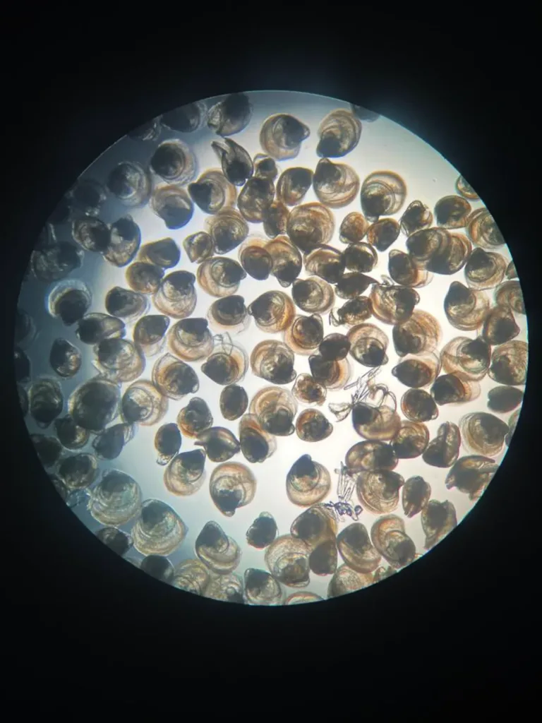 Clam seed