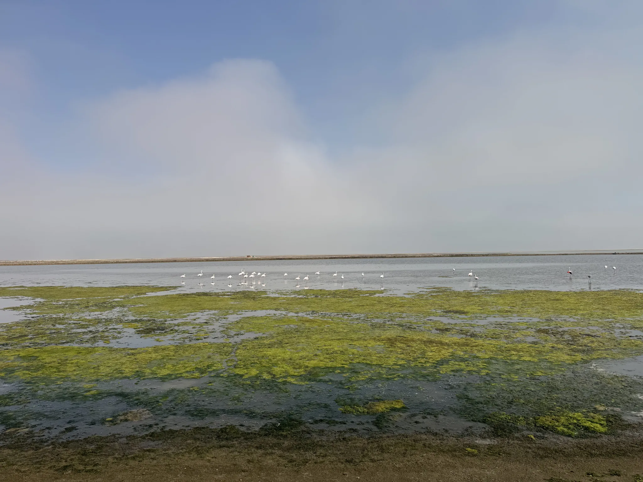 Premium shellfish seed production