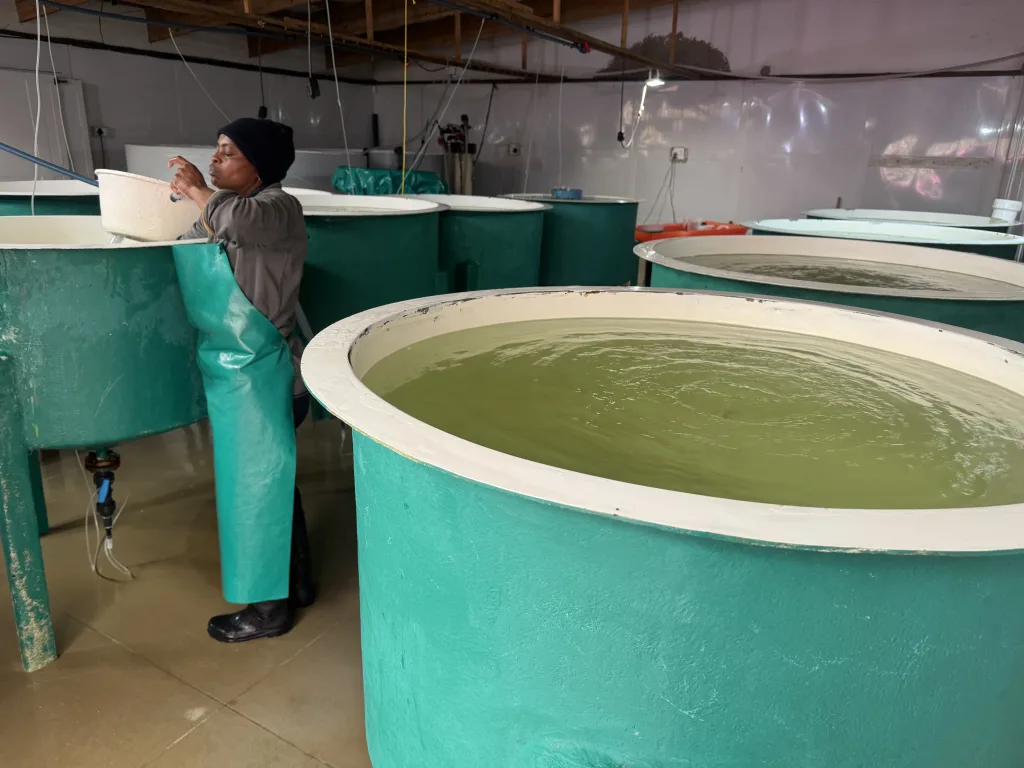 Microalgae culture tanks inside the laboratory
