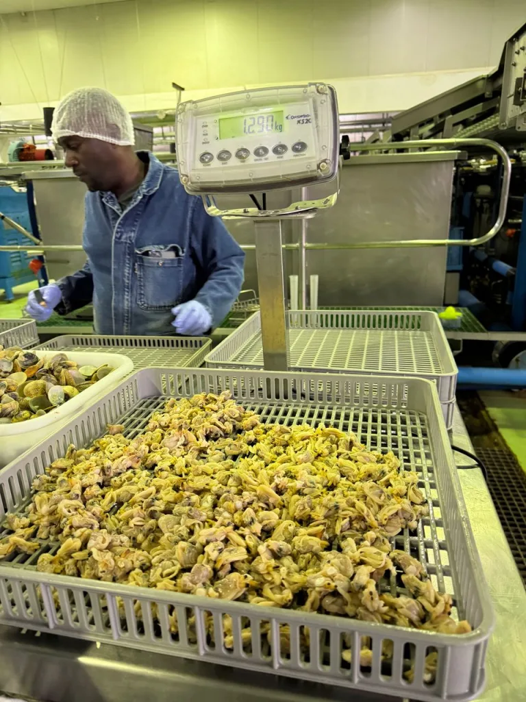 Weighing clam meat in the processing line