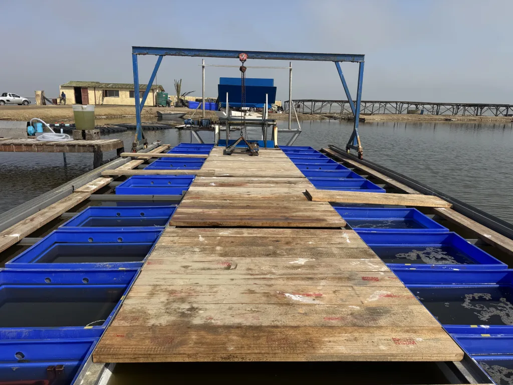 Floating nursery deck on the pond