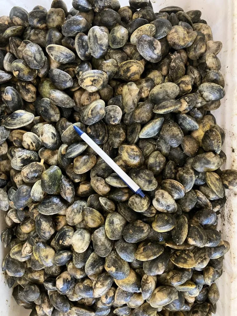 Graded shellfish seed produced at the hatchery, with a pen for scale