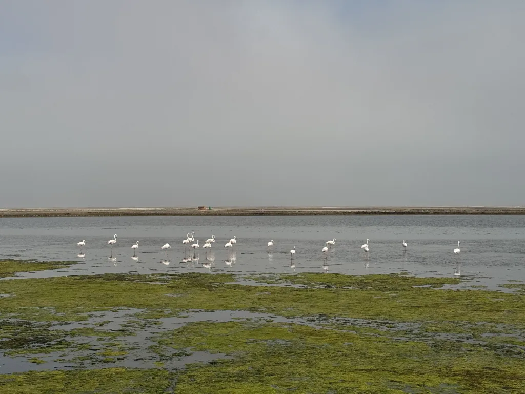Flamingos on the lagoon beside the ponds