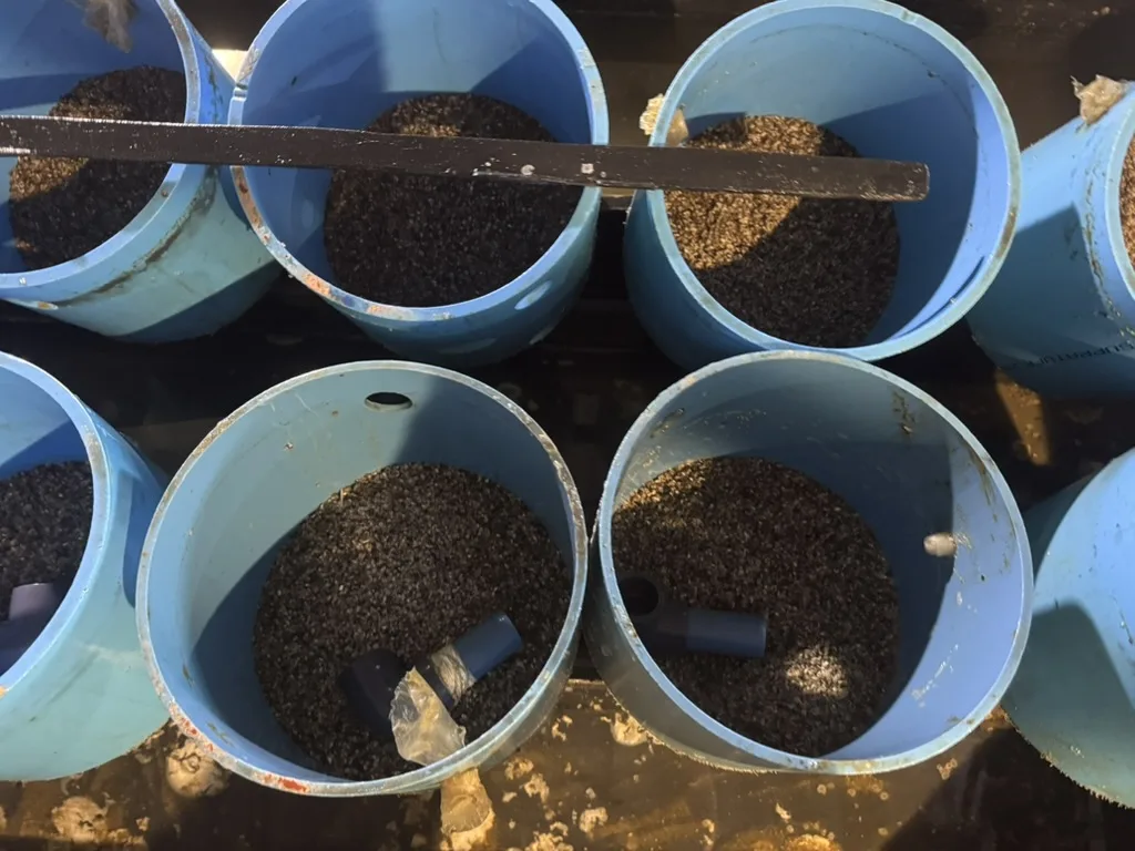 Larval rearing