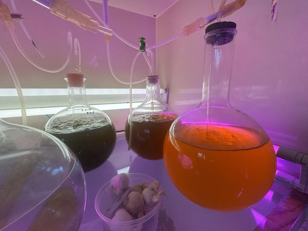 Microalgae starter cultures under light