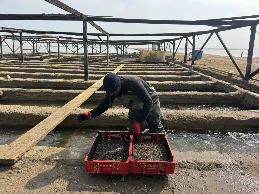 Outdoor nursery ponds