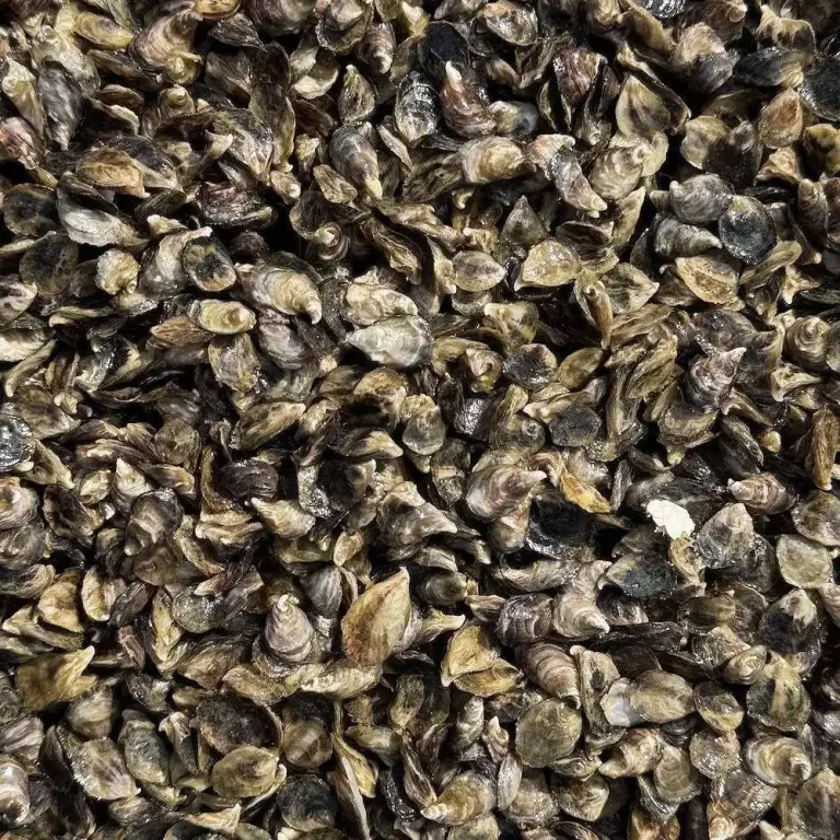 Oyster seed