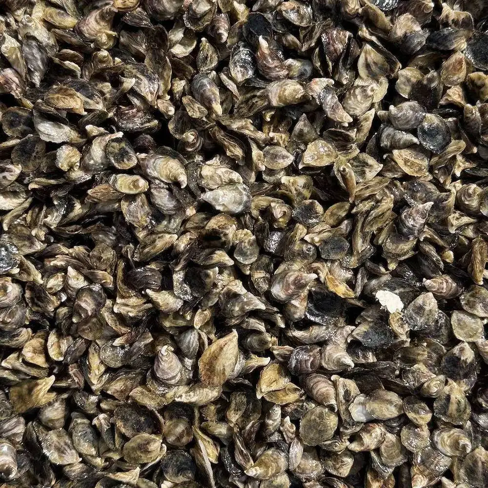 Oyster seed