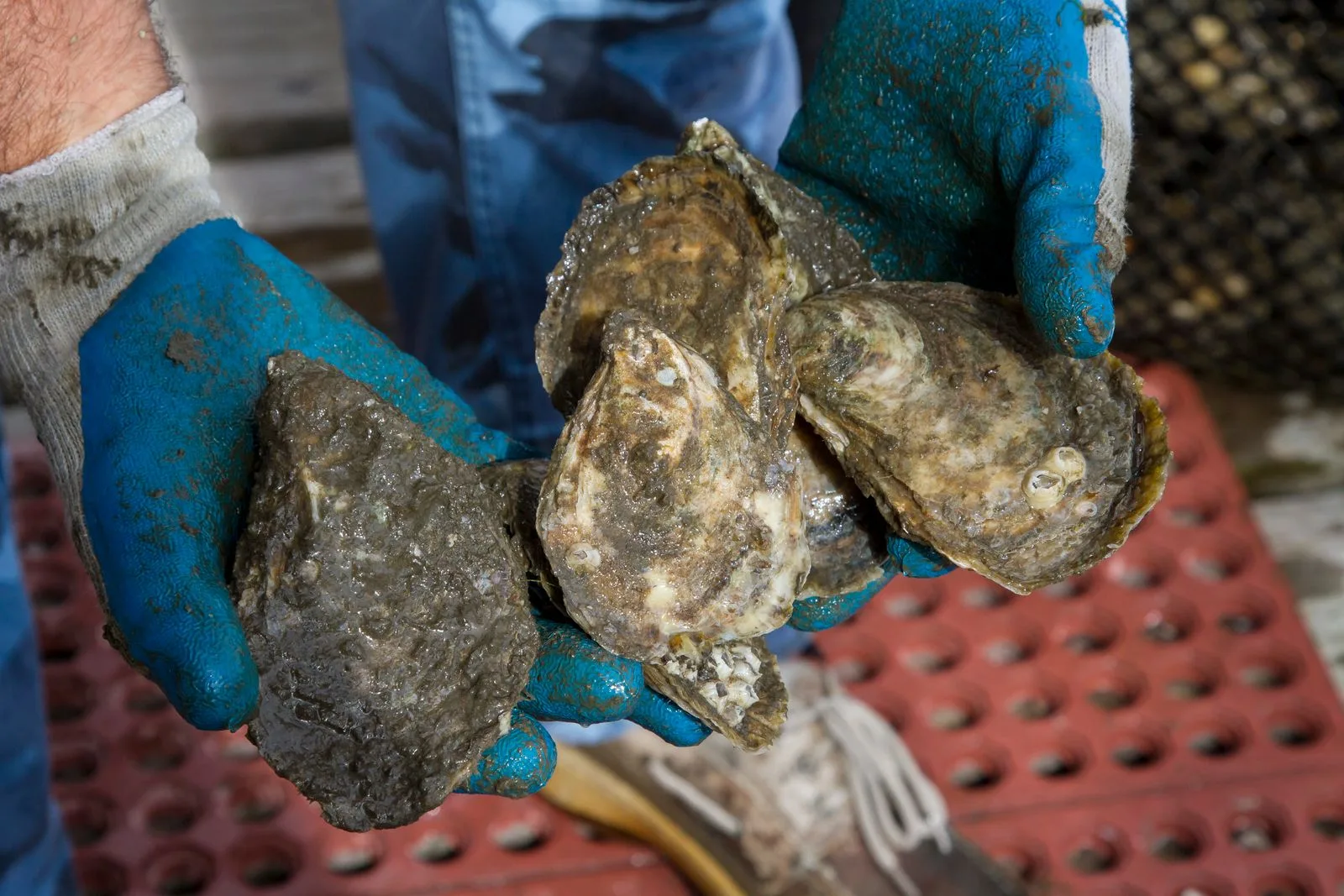 Premium shellfish seed