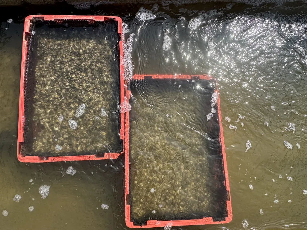 Seed trays in flowing seawater
