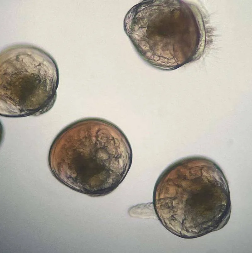 Larval rearing