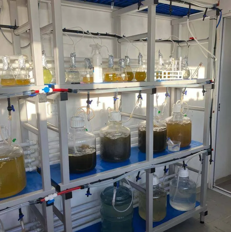 Microalgae production