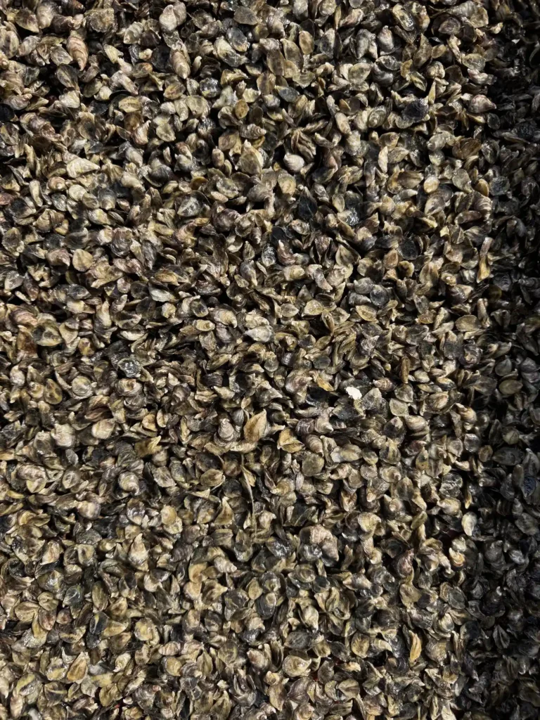 Microalgae production scaled (1)