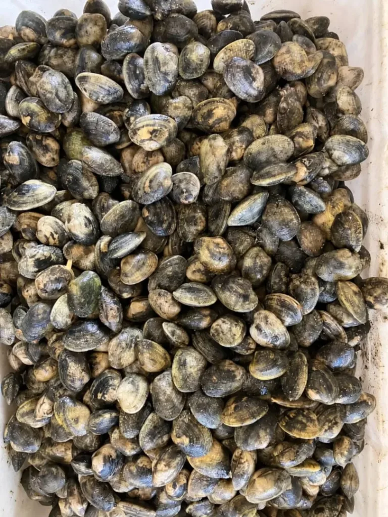 Clam seed